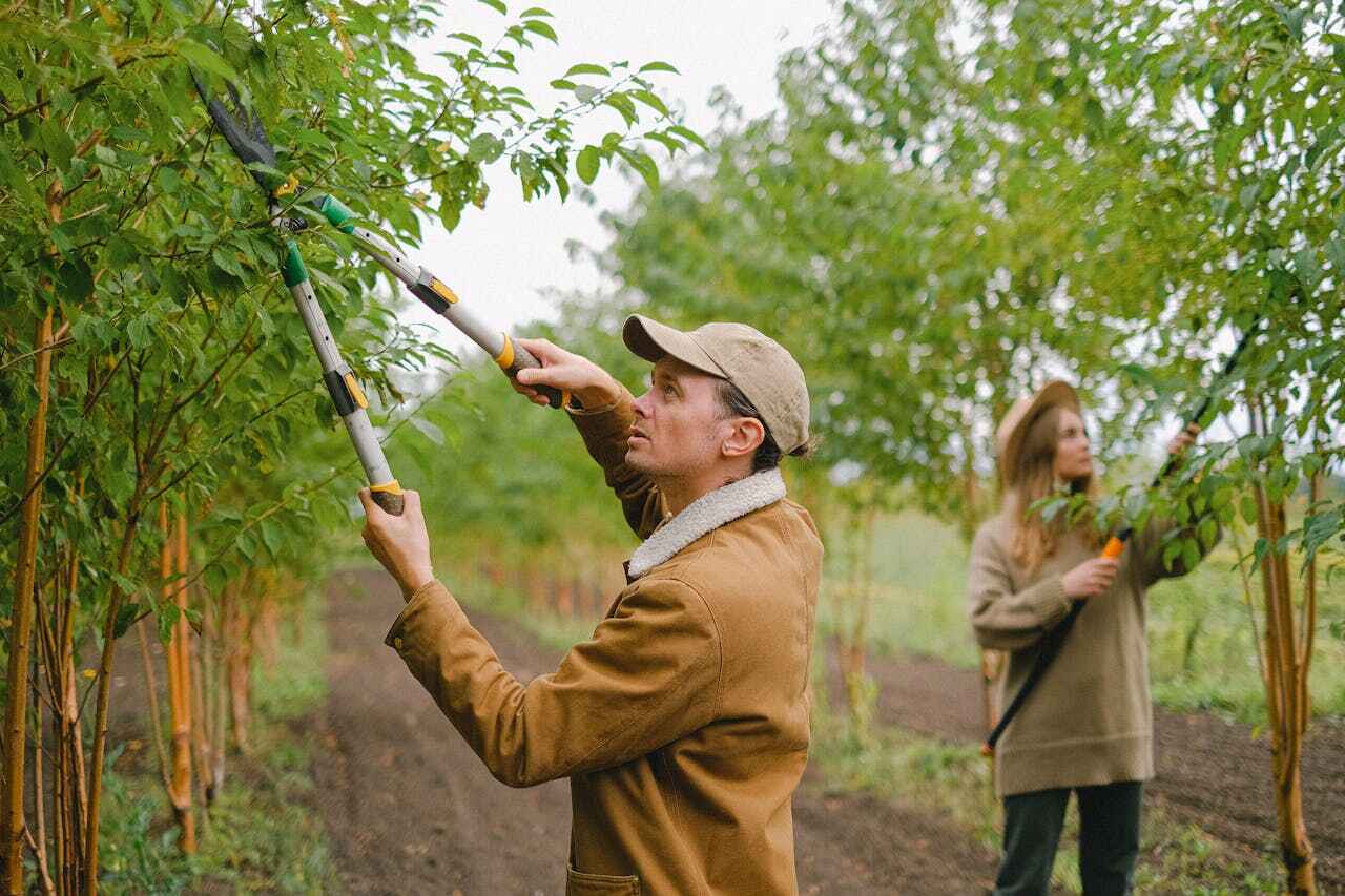 The Steps Involved in Our Tree Care Process in Pennside, PA